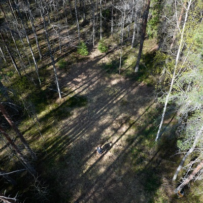 Muotokuvassa metsäntutkimuksen analyytikko, runkojen muodostamien varjojen keskellä.